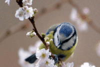 Pin Von Terri Morgan Auf Our Feathered Friends  Vogel Gif, Schöne mit Schöne Pfingsten Gif