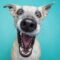 Retratos De Cachorros, Humor Com Cachorros, Cães Engraçados mit Totlachen Lustige Hundebilder