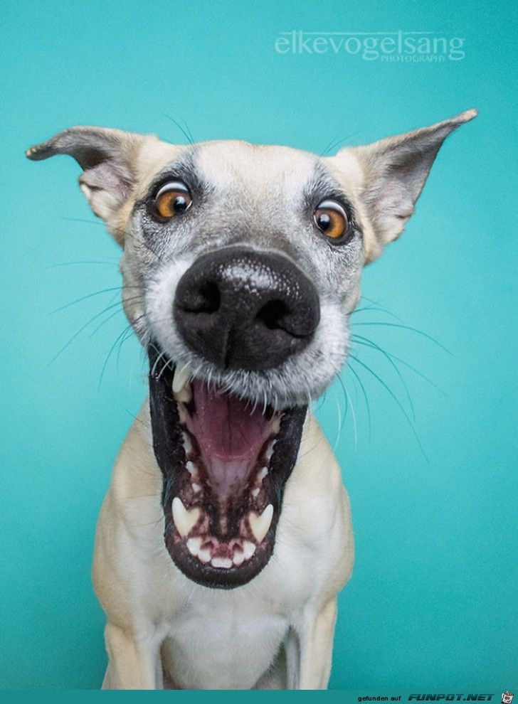 Retratos De Cachorros, Humor Com Cachorros, Cães Engraçados mit Totlachen Lustige Hundebilder