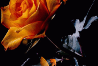 Schön Gif, Schöne Blumen Bilder, Blumen Gif über Schöne Gifs Kostenlos