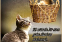 Schönen Freitag Katze 35 In 2021  Freitag Katze, Freitag Bilder Lustig bestimmt für Freitag Abend Grüße Bilder Kostenlos