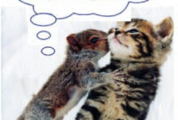 Schönen Mittwoch Abend Und Später Eine Gute Nacht Bilder  Gute Nacht verwandt mit Mittwoch Abend Grüße Bilder Kostenlos