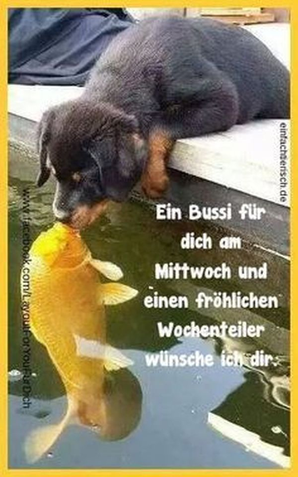 Schönen Mittwoch Bilder Kostenlos • Memesbams über Witzig Guten Morgen Mittwoch