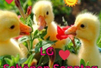 Schönen Sonntag Guten Morgen Bilder - Gbpicsbilder für Sonntag Guten Morgen Bilder