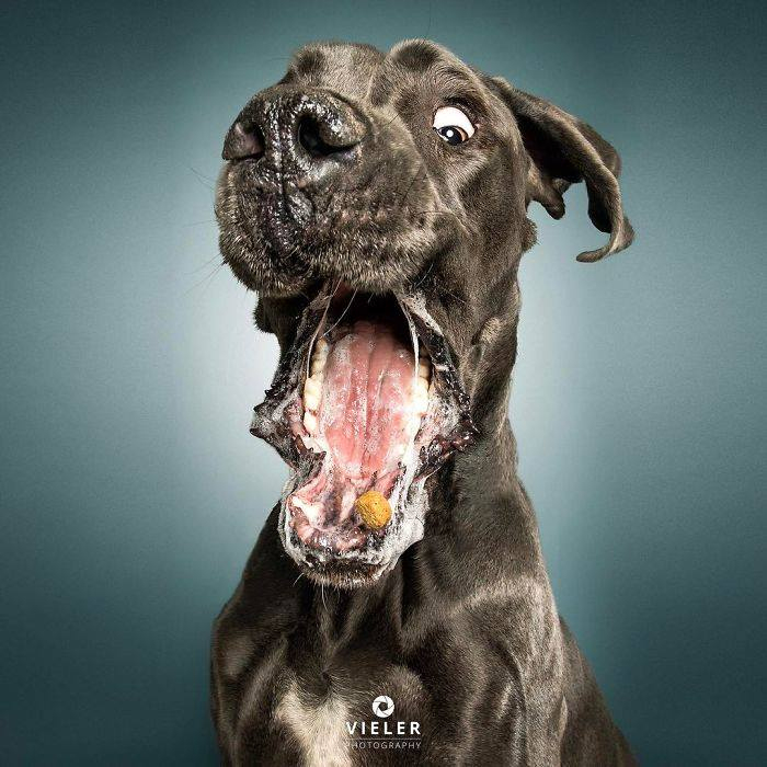 So Lustig Sehen Hunde Aus, Die Leckerlis Fangen (30 Neue Bilder) - Spaß bestimmt für Totlachen Lustige Hundebilder