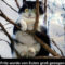 Tiere Lustig Witzig Bild Bilder Sprüche Spruch. Katze Von Eulen in Sarkastisch Katzen Sprüche Lustig