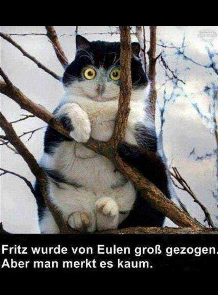 Tiere Lustig Witzig Bild Bilder Sprüche Spruch. Katze Von Eulen in Sarkastisch Katzen Sprüche Lustig