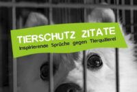 Tierschutz Zitate: 60 Sprüche Gegen Tierquälerei • Careelite innen Tiere Sprüche Weisheiten