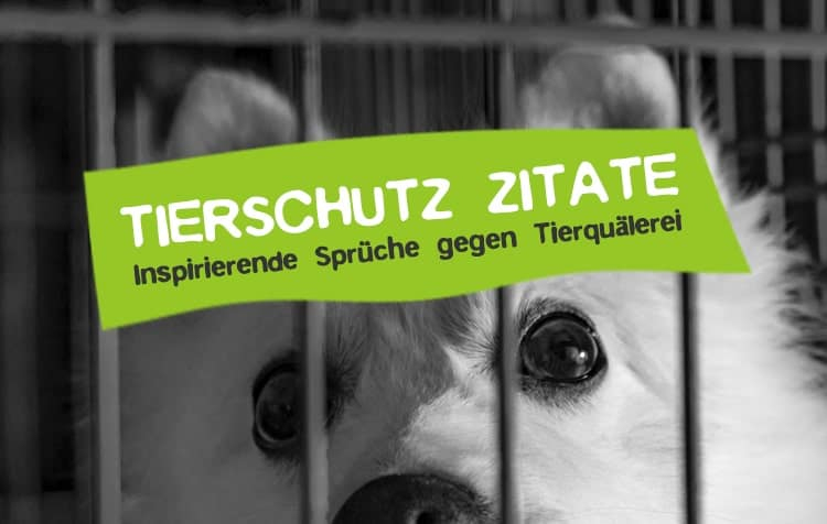 Tierschutz Zitate: 60 Sprüche Gegen Tierquälerei • Careelite innen Tiere Sprüche Weisheiten