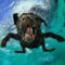Underwaterdog :-) (Mit Bildern)  Witzige Hundebilder bei Totlachen Lustige Hundebilder