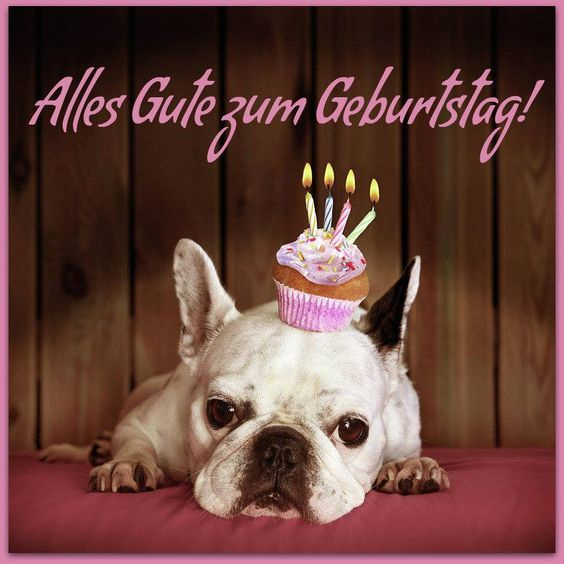 Verschicke Die Besten Und Lustigsten Bilder Zum Geburtstag › Whatsapp ganzes Geburtstagswünsche Hund Kostenlos