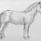 Vorlagen Zum Zeichnen Lernen Großartig Ein Pferd Zeichnen Lernen mit Tiere Zeichnen Vorlagen