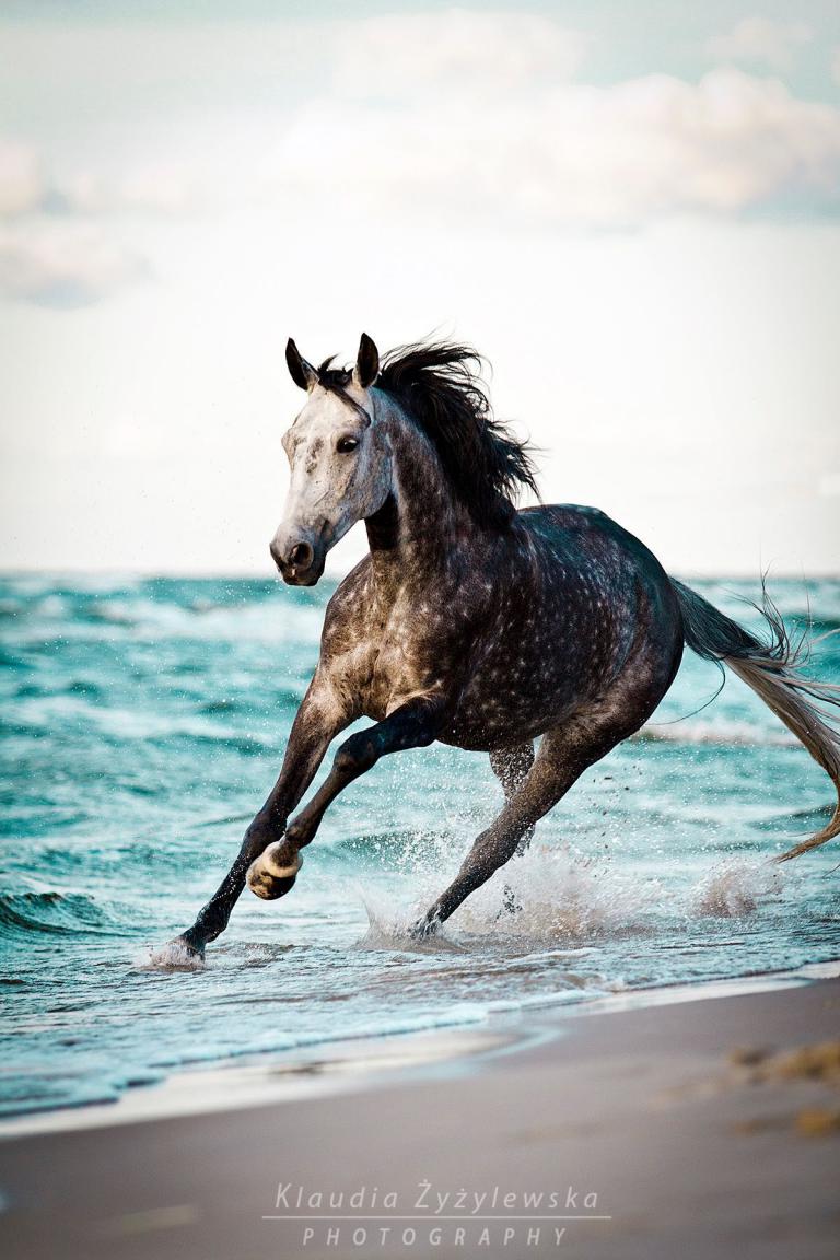 Bilder Von Pferden Zum Ausdrucken Kostenlos Herunterladen | Bilder und