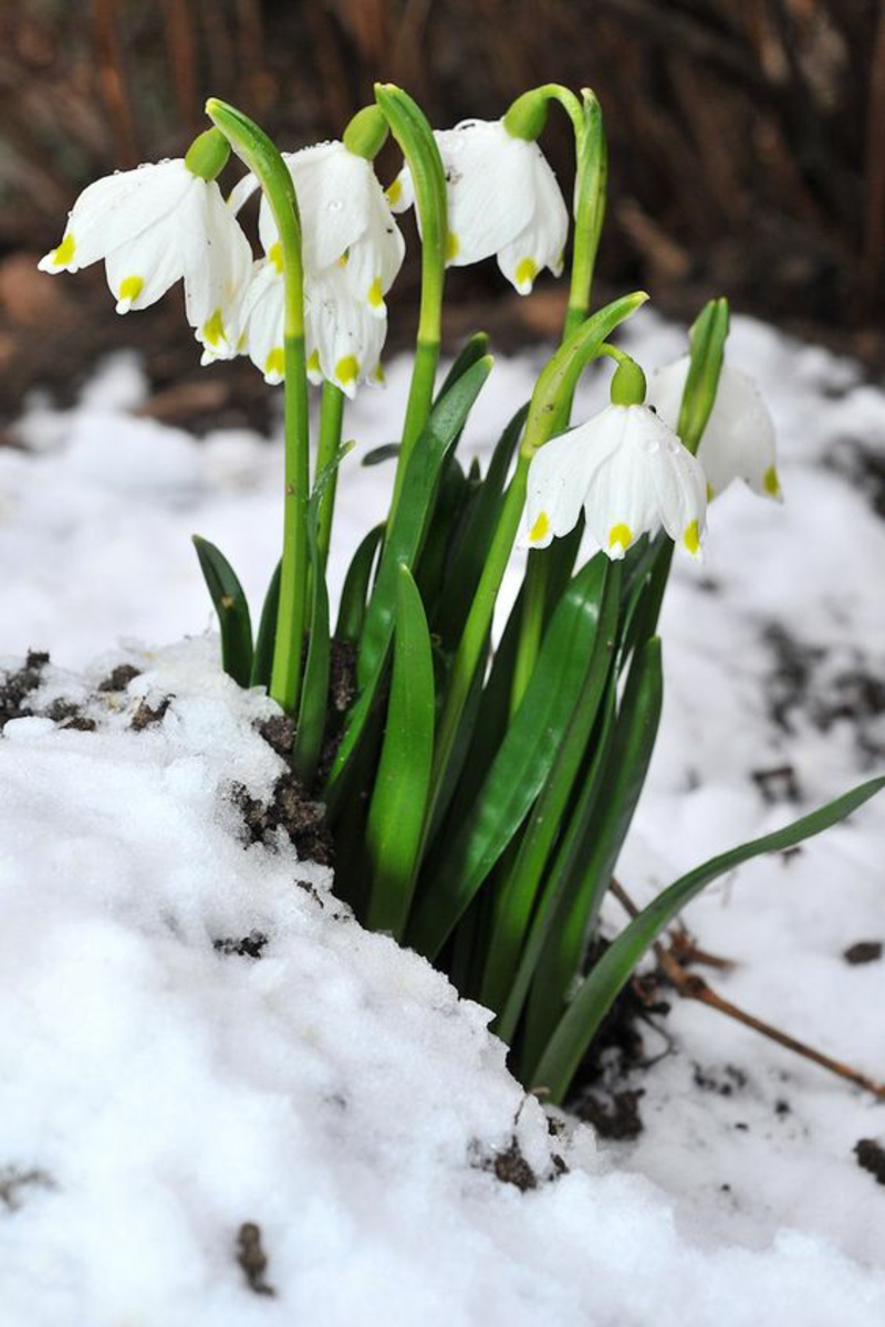 Welche Frühlingsblumen blühen wann?