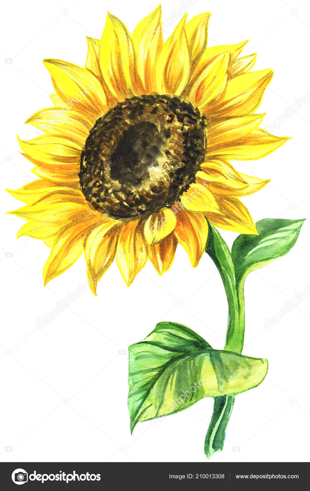 Sonnenblume Gemalt Bilder