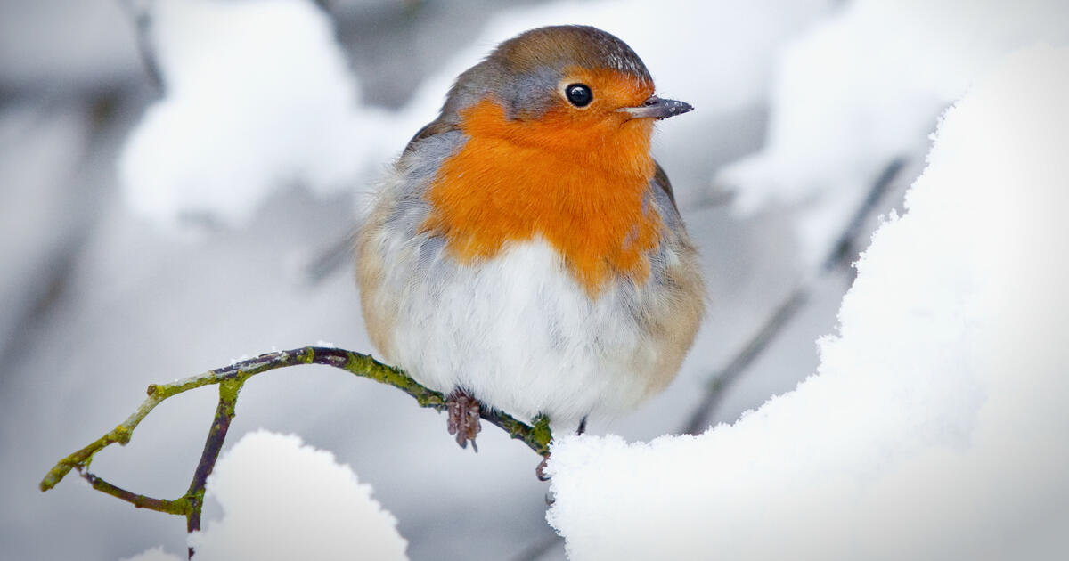 So kommen die Tiere im Garten durch den Winter - Mein schöner Garten