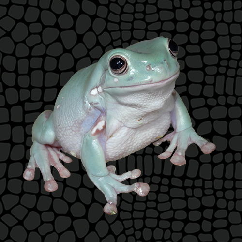 Husbandry Handbook: White’s Tree Frog - Litoria caerulea