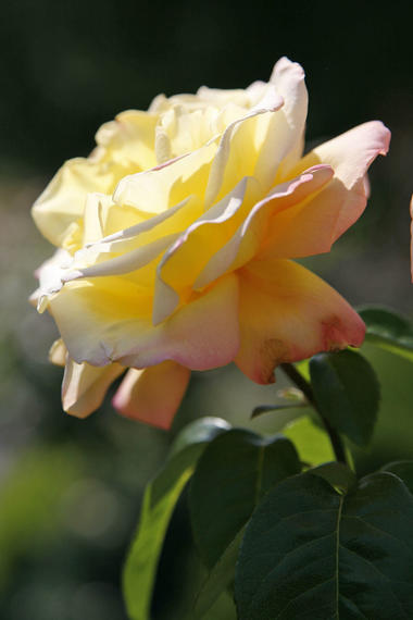 Rosen umpflanzen: So wachsen sie erfolgreich an - Mein schöner Garten