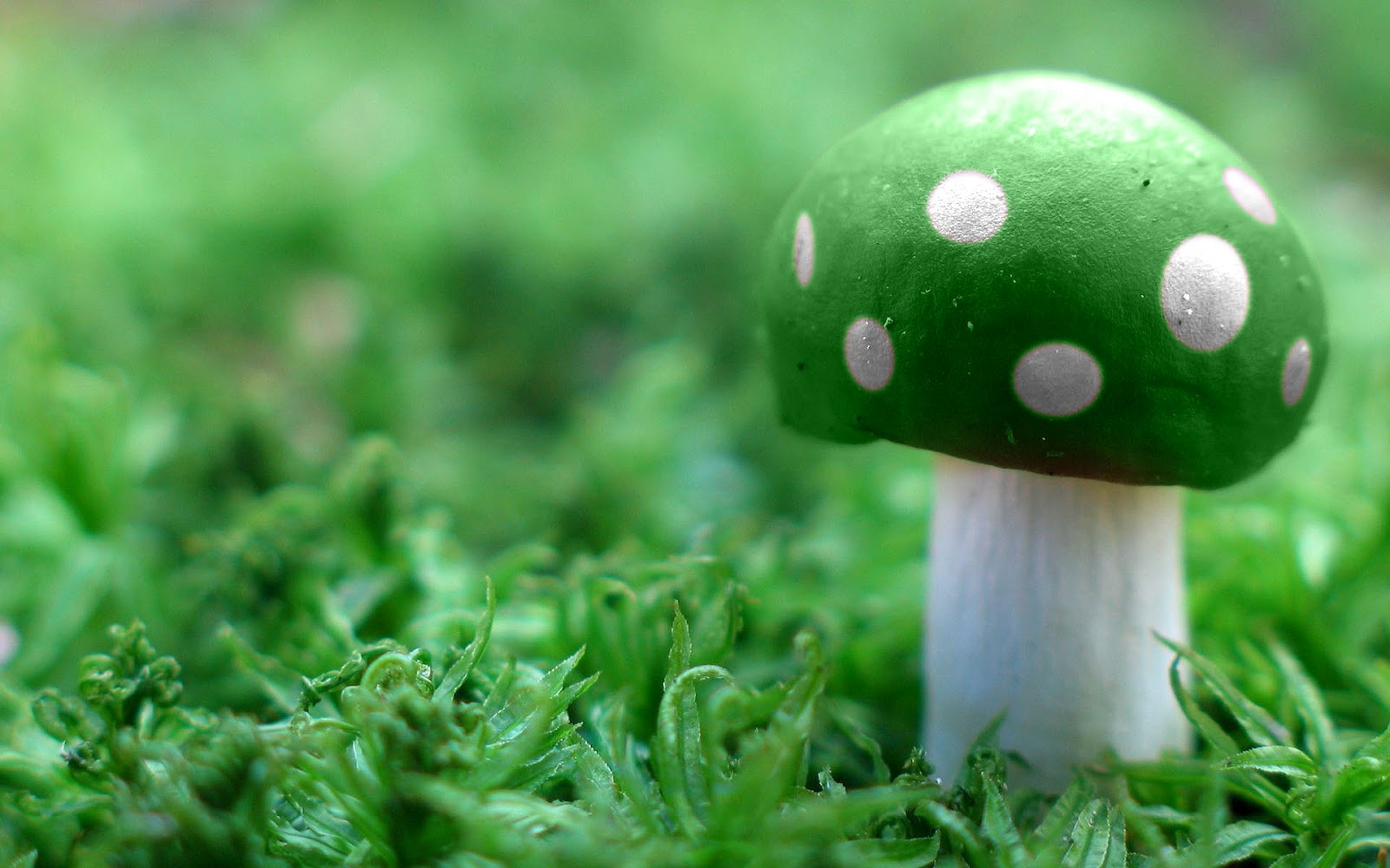 WnP: Wallpapers & Pictures: Green Mushroom Wallpaper