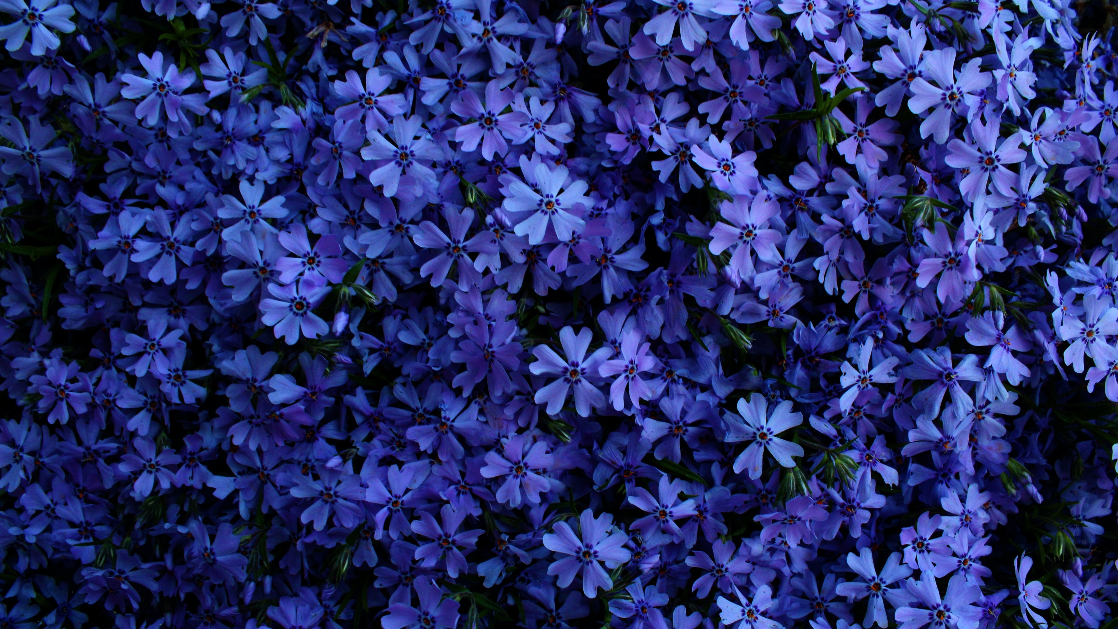 Blue flowers Wallpaper 4K, 5K, Floral Background, Blossom