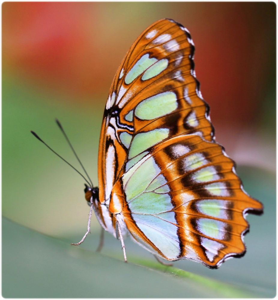 Exotische schmetterling Foto & Bild | makro, natur, schmetterling