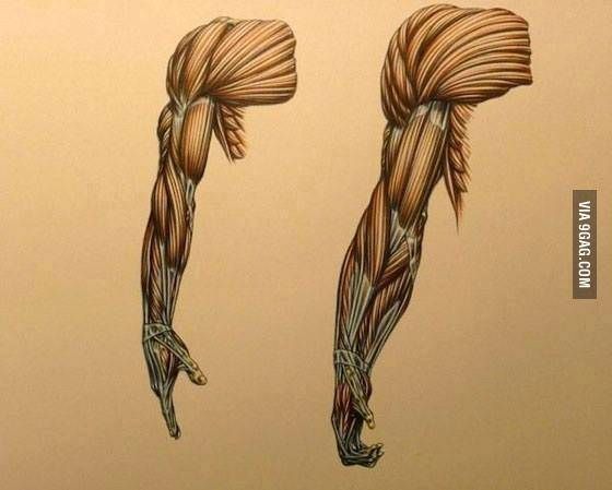 Difference between a human's and a gorilla's arm... | Animal drawings