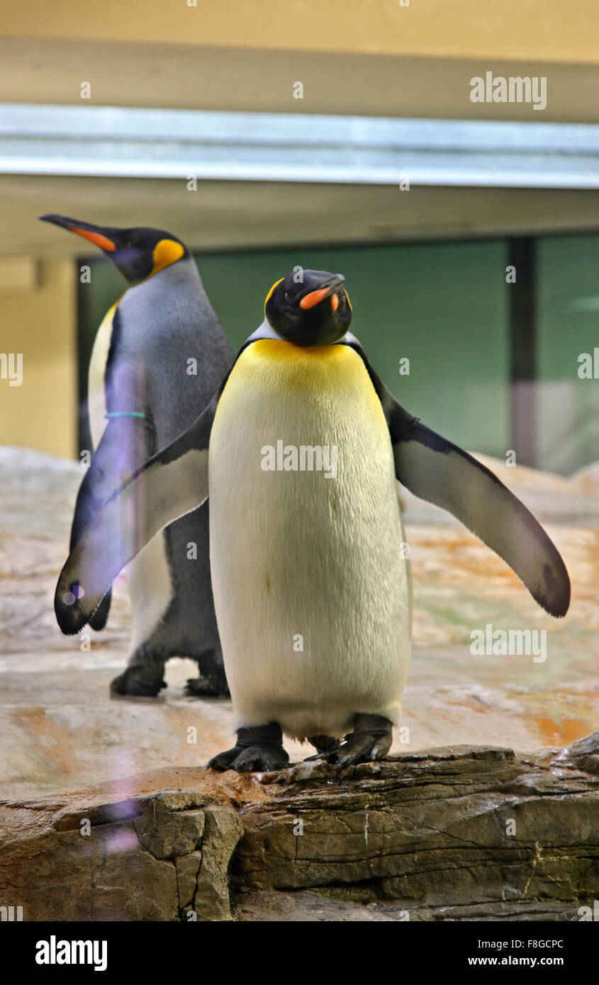 Pinguine im Zoo (Tiergarten) von Schloss Schönbrunn, Wien, Österreich