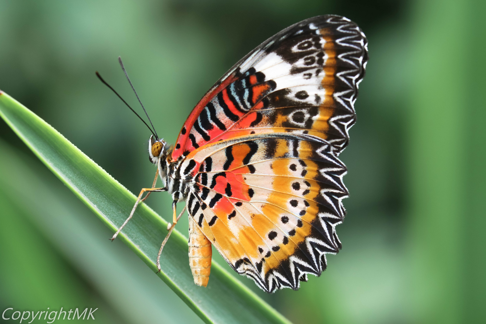 Schmetterling Foto & Bild | tiere, zoo, wildpark & falknerei, insekten