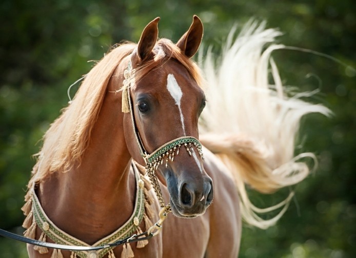 Mehr als 70 super schöne Pferde Bilder! - Archzine.net