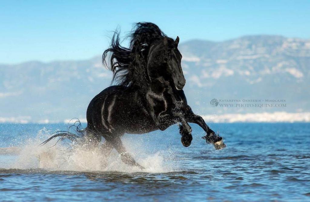 Schöne Bilder Von Pferden Kostenlos Herunterladen - Bilder und Sprüche