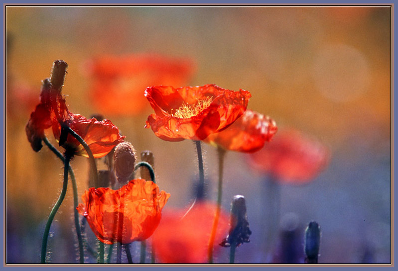 Blumen..die ich mag Foto & Bild | pflanzen, pilze & flechten