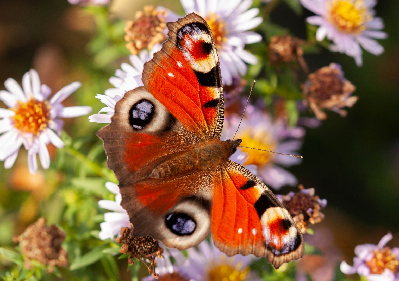 Schmetterlinge am 26.10.2019 7 Foto & Bild | tiere, wildlife
