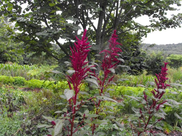 950 - Amaranth, Burgundy · Turtle Tree Seed Initiative
