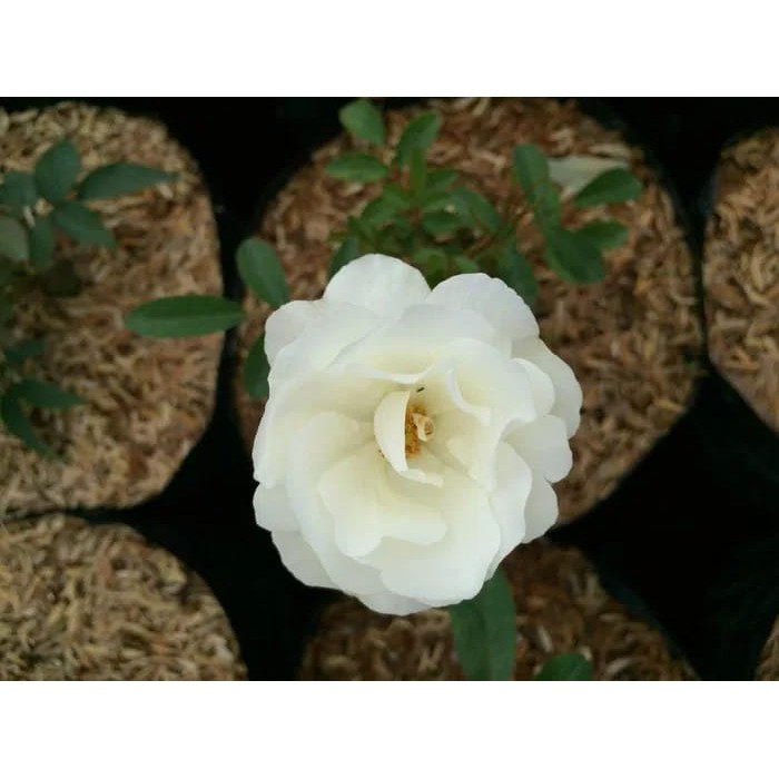 Mawar Rambat Putih | Lazada Indonesia Mawar Rambat Putih | Lazada Indonesia