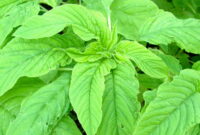 green leaf amaranth
