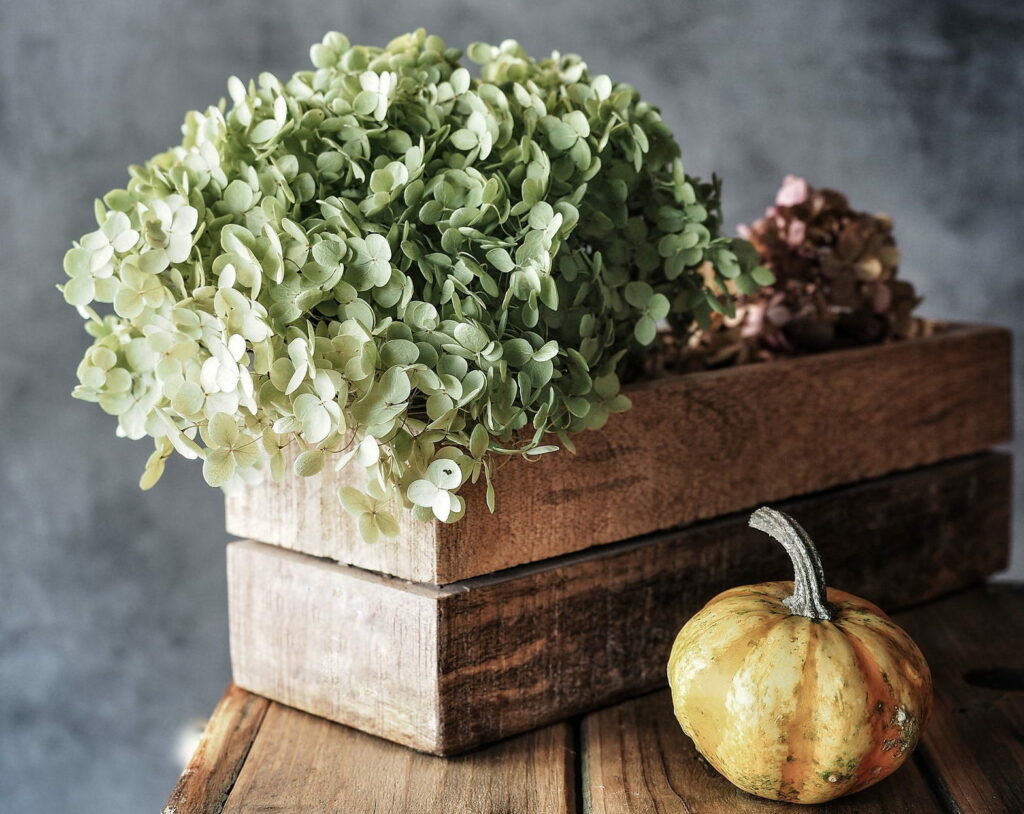 Blumen Trocknen Mit Glycerin - Über Blumen