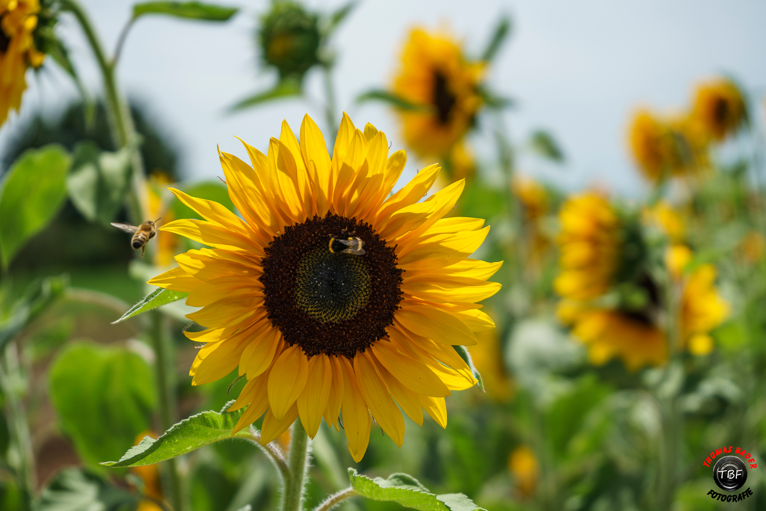 Eine Sonnenblume Foto & Bild | stillleben, pflanzen, pilze