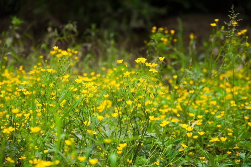 Viele Kleinen Gelben Blumen Wachsen Im Sommer Auf Dem Rasen Stockfoto