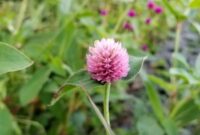 purple globe amaranth