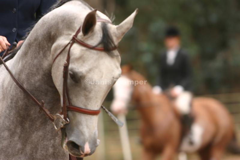 Wo Kann Man Kostenlos Reiten – Wo Kann Ich Am Strand Reiten