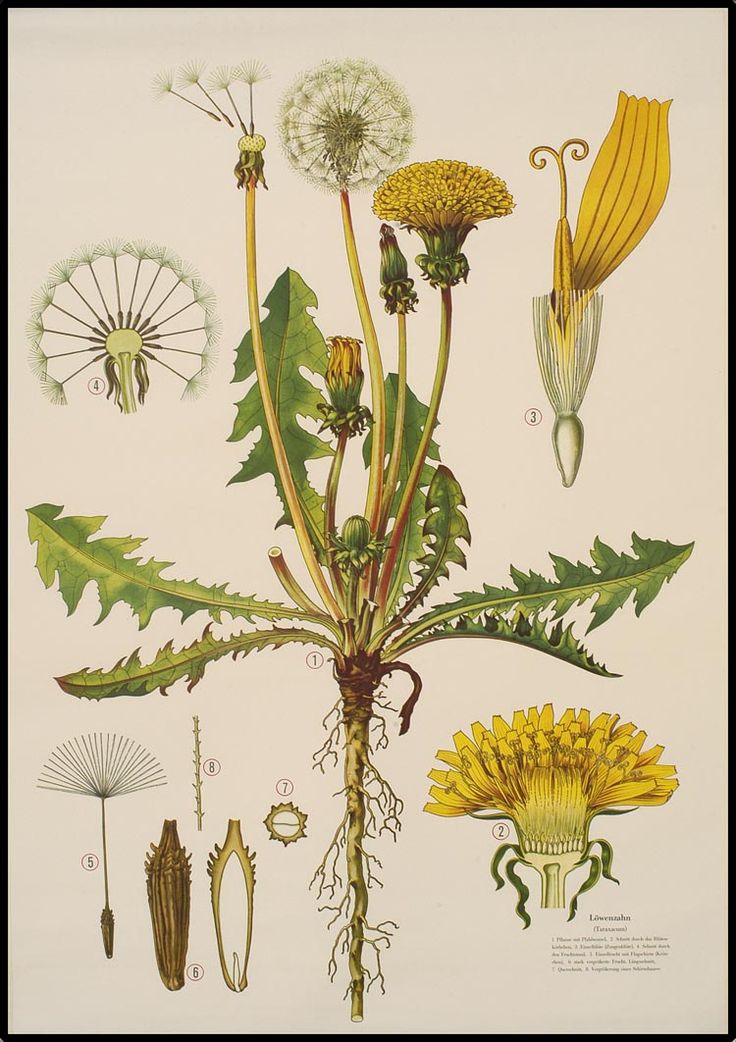 Taraxacum officinale - the dandelion - Haslinger Botanische Wandtafeln