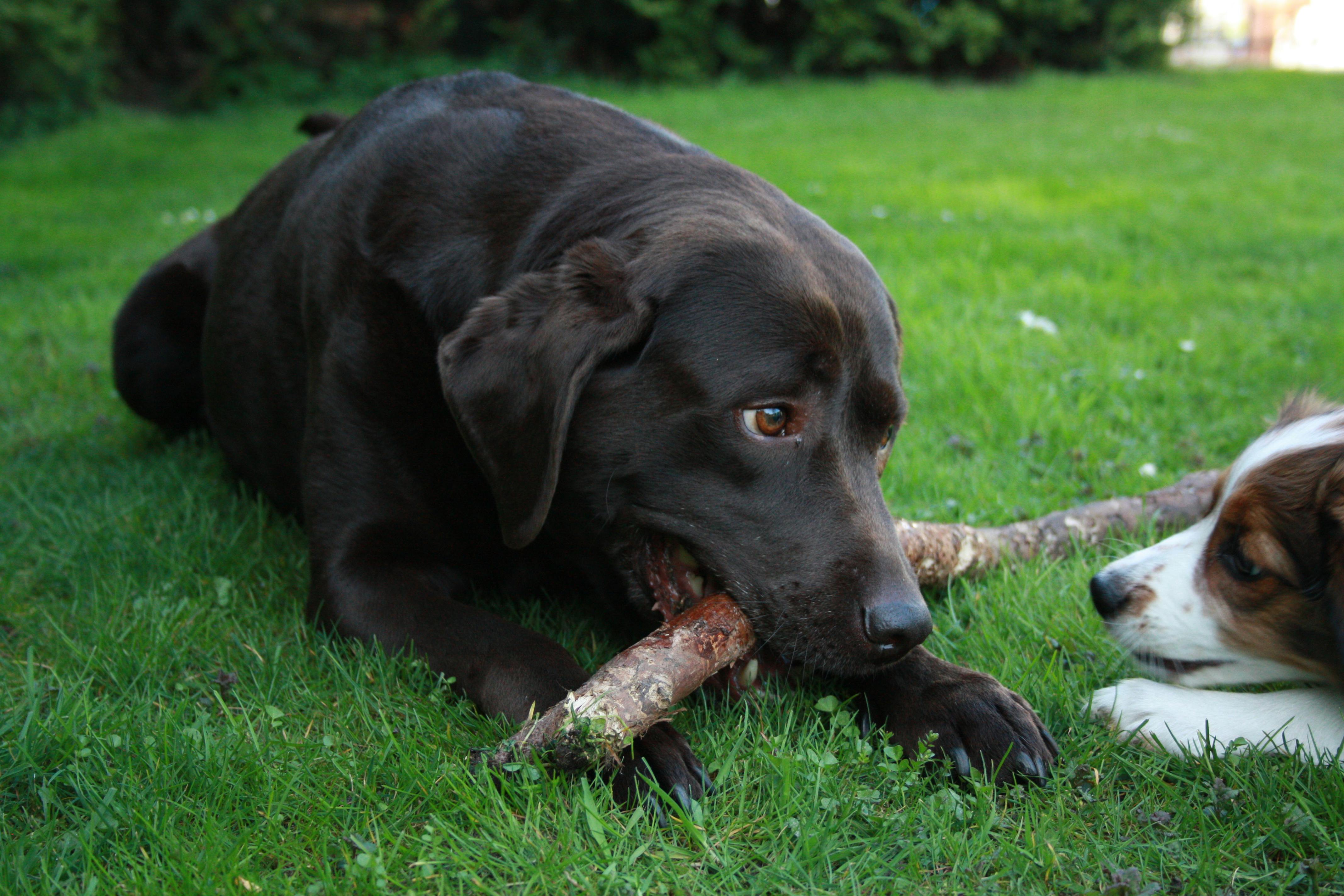 Kostenloses Foto zum Thema: hund, hunde