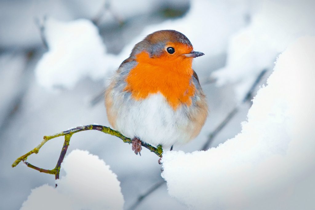 Tiere im Winter - familiii