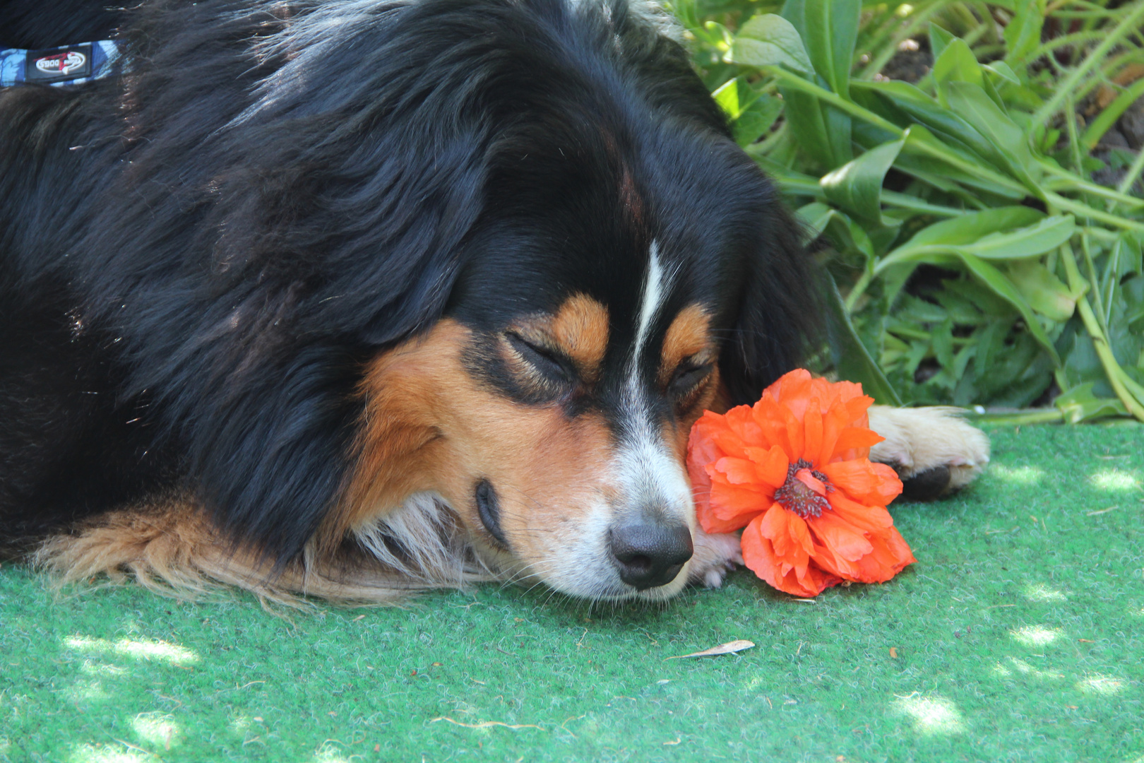 Ich mag Blumen Foto & Bild | tiere, haustiere, hunde Bilder auf