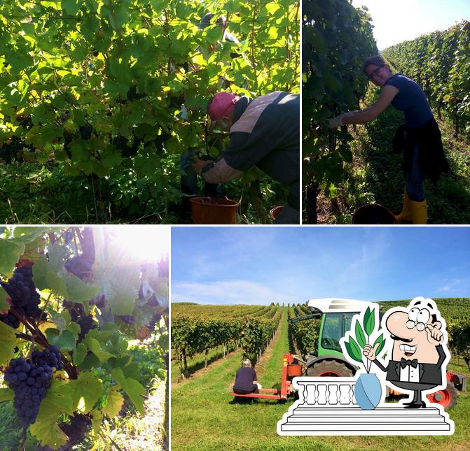 Wimmers Landwirtschaft Wiesloch steakhouse, Wiesloch - Restaurant menu