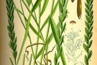 quecke bekämpfen landwirtschaft