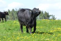 landwirtschaft traduction