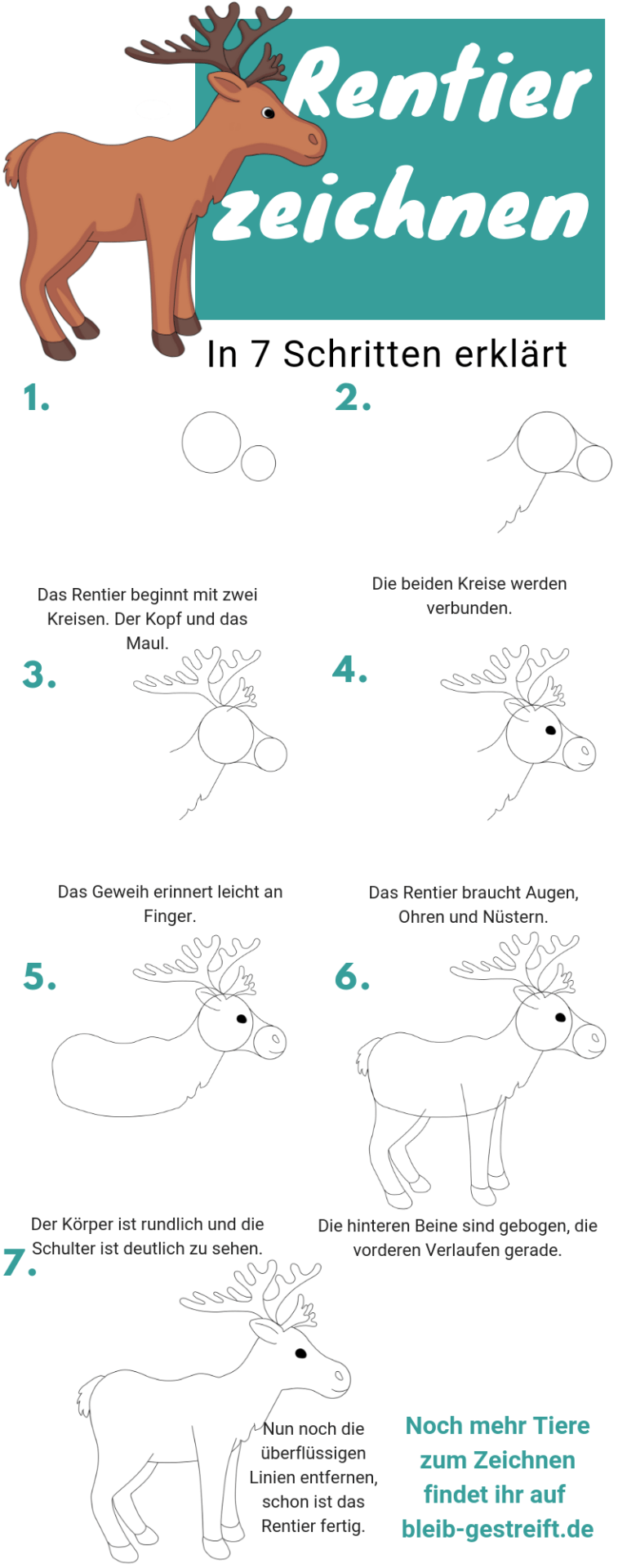  Rentier zeichnen lernen - eine Anleitung in 7 Schritten Motiv 