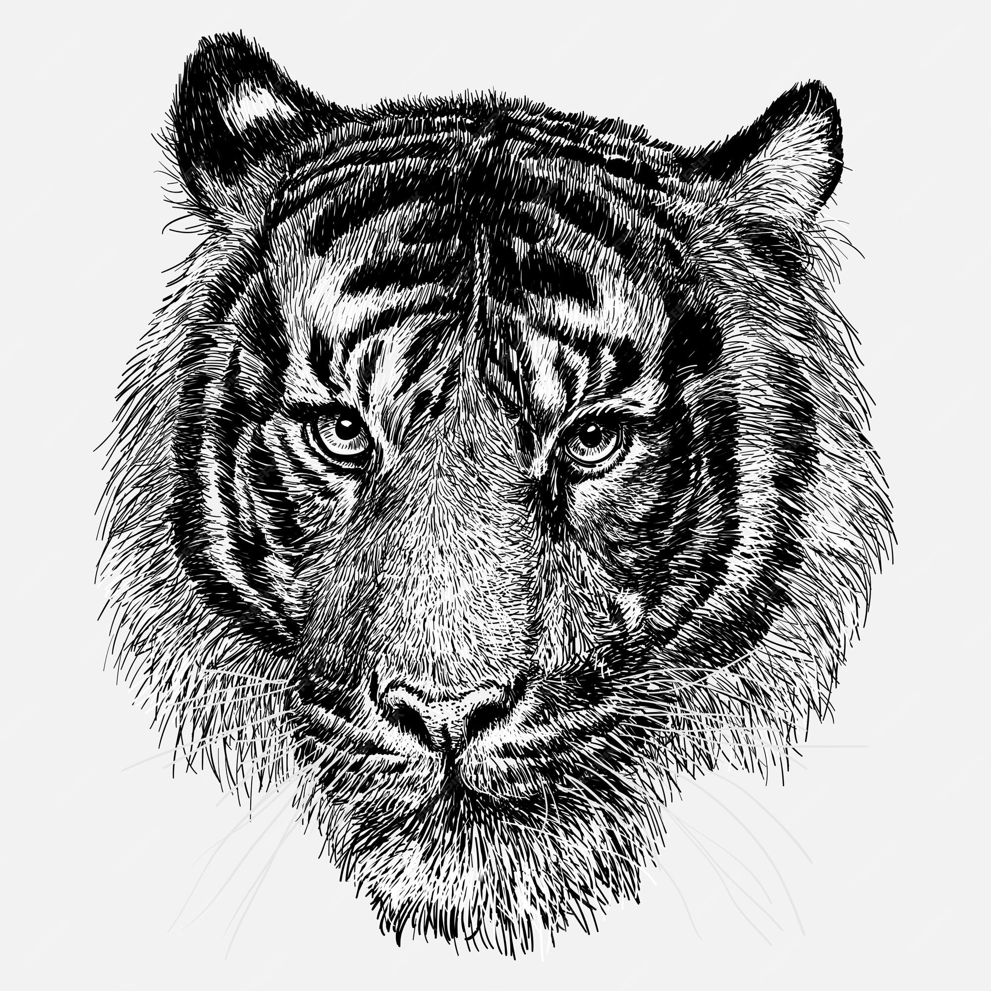  Tigerkopf hand zeichnen skizze schwarze linie auf weißem hintergrund 