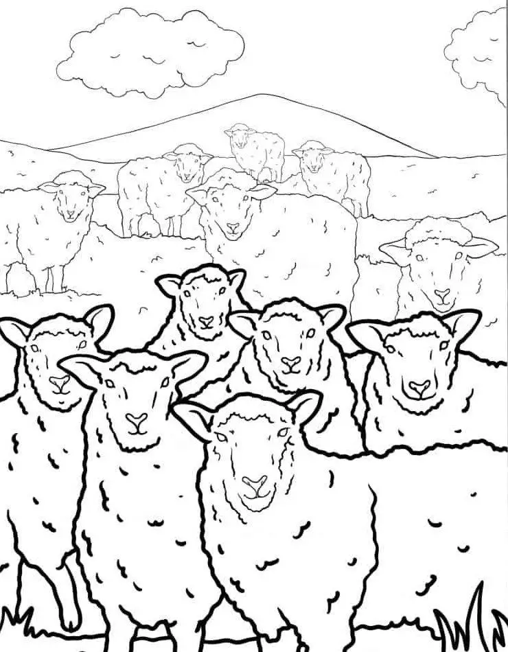  Ausmalbilder Schafe Ovejas Mewarnai Domba Mouton Coloriages Moutons Bildidee 